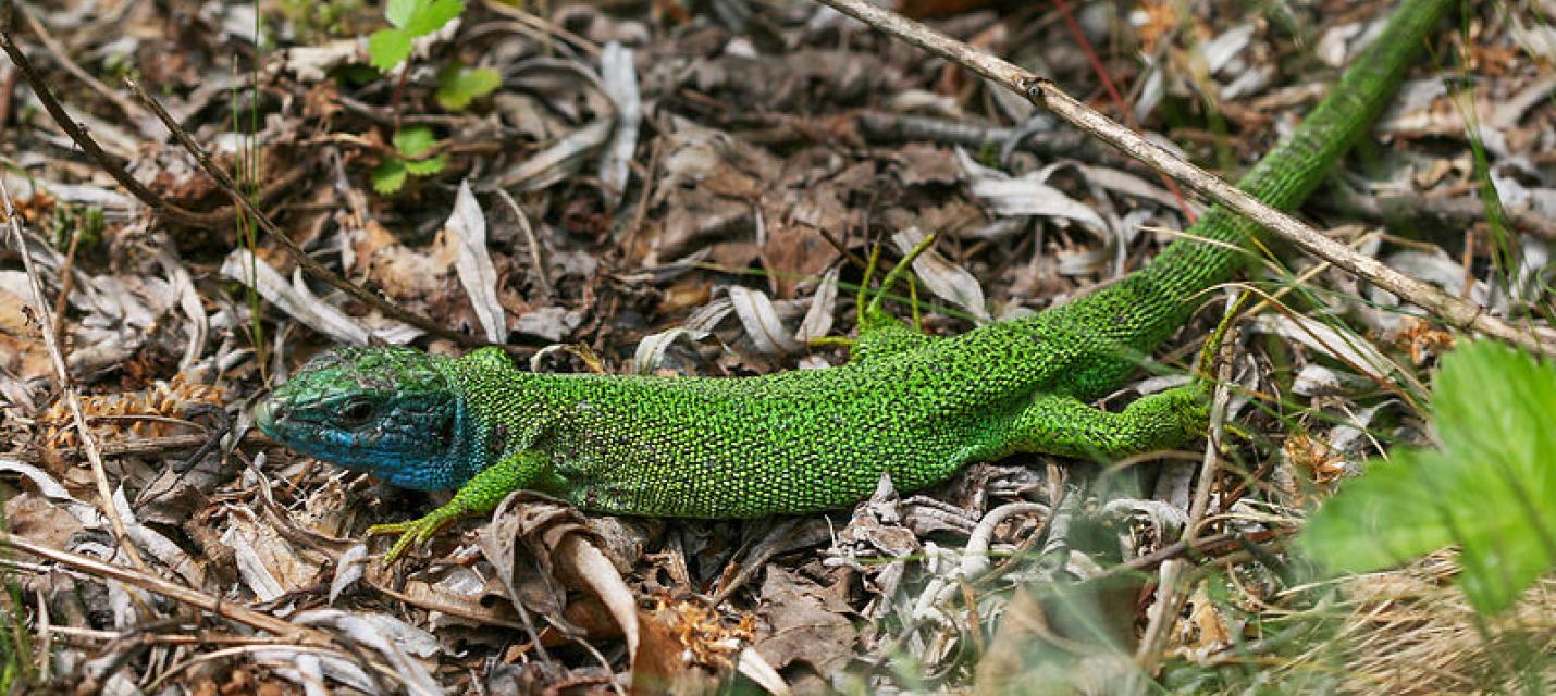 Smaragdeidechse